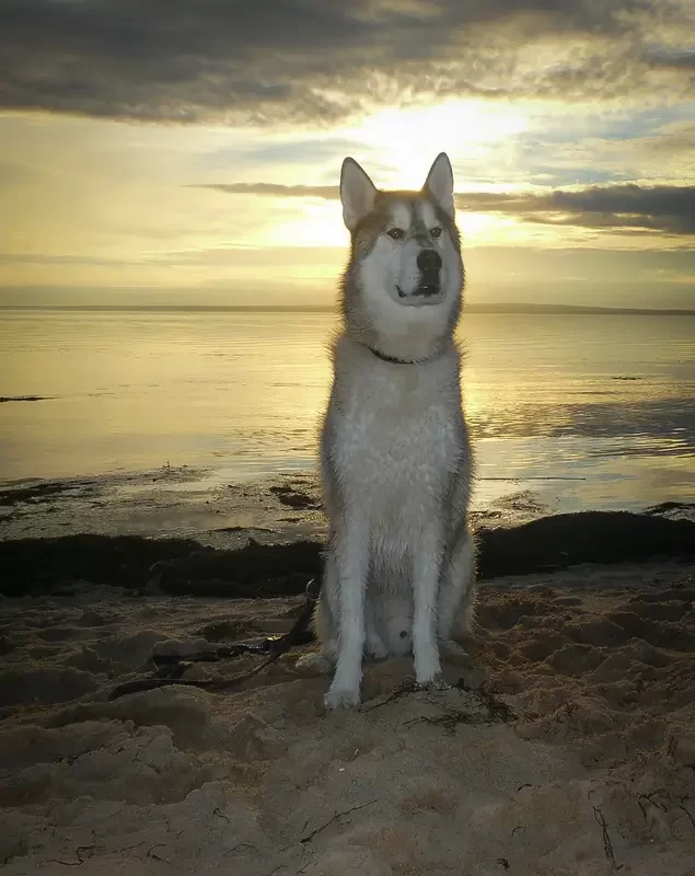 In Home Dog Training