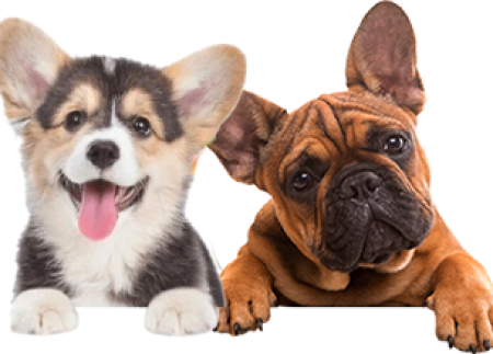 Why Eastern Companion Dog Training’s Board & Train Program at Lyndhurst Lodge Pet Resort Stands Out