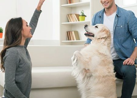 Why Choose In-Home Dog Training in Croydon?