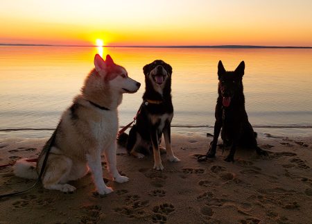 Why Boarding and Training Could Be the Best Gift You Give Your Dog (and Yourself!)
