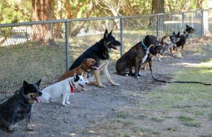 Puppy Training in Melbourne
