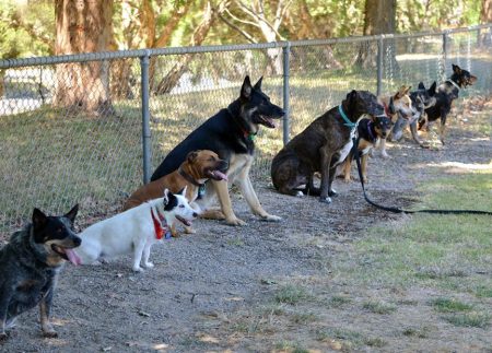 In-Home Puppy Training Melbourne – Faster Results with Eastern Companion Dog Training