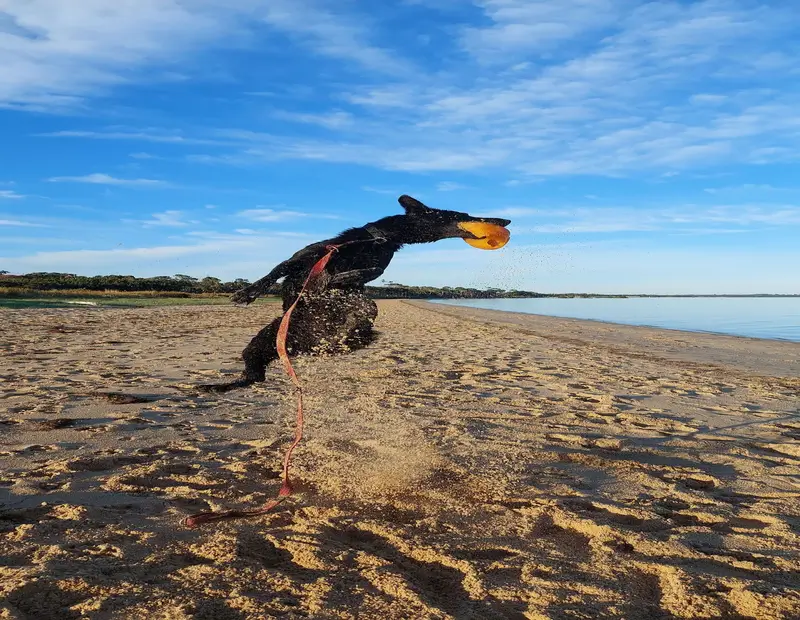 Dog Training In Melbourne