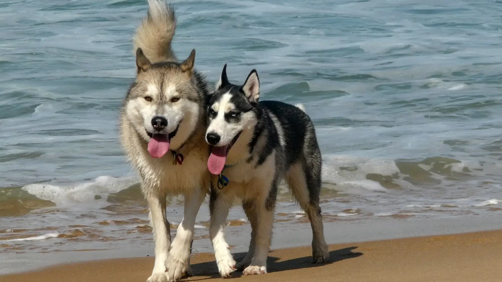 Dog Training In Action